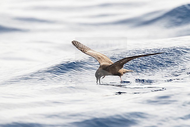 Bulwer's Petrel (Bulweria bulwerii) in flight over the ocean off Madeira. stock-image by Agami/Marc Guyt,