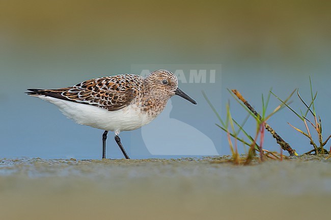 Adult breeding
Galveston Co., TX
May 2023 stock-image by Agami/Brian E Small,