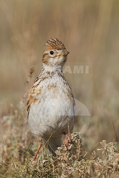 White-winged Lark - Weißflügellerche - Melanocorypha leucoptera, Kazakhstan, female stock-image by Agami/Ralph Martin,