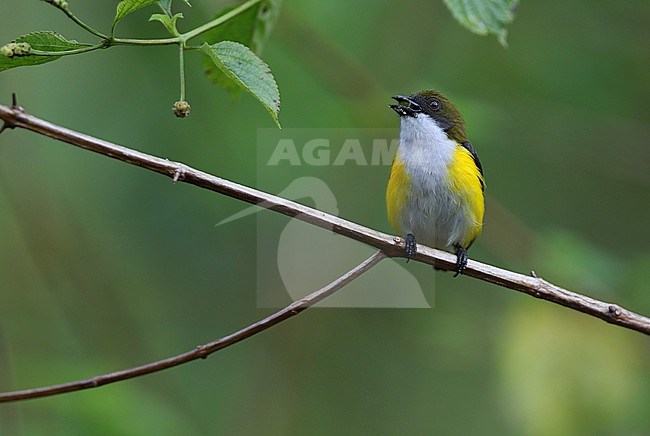 Yellow-sided flowerpecker (Dicaeum aureolimbatum) on the Togian Islands, Sulawesi, Indonesia. stock-image by Agami/James Eaton,