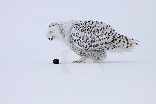 Sneeuwuil brakend een braakbal; Snowy Owl throwing up pellet stock-image by Agami/Chris van Rijswijk,
