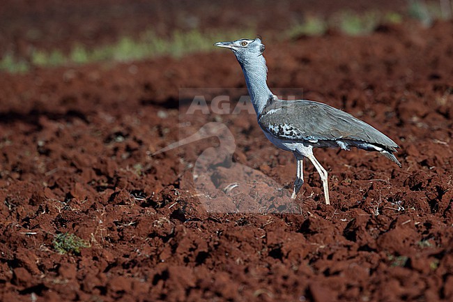 adult male kori bustard (Ardeotis kori) walking on a freshly plowed field, found at Liben Plains near Negele Borana in Ethiopia stock-image by Agami/Mathias Putze,