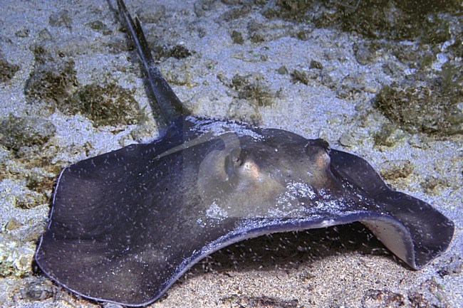 Atlantische pijlstaartrog; Southern Stingray stock-image by Agami/Rob Riemer,
