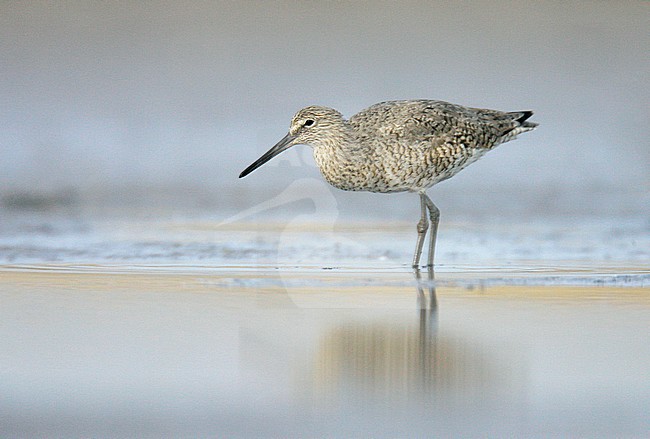 Adult breeding
Galveston Co., TX
April 2005 stock-image by Agami/Brian E Small,