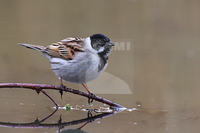 Mannetje Rietgors, Male Common Reed Bunting stock-image by Agami/Chris van Rijswijk,
