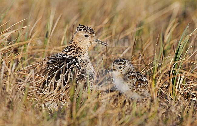 Buff-breasted Sandpiper (Calidris subruficollis) in Alaska. Calling adult with chick at its nest. stock-image by Agami/Ian Davies,