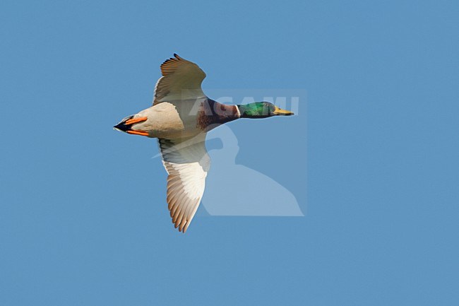 Wilde Eend vliegend; Mallard in flight stock-image by Agami/Daniele Occhiato,