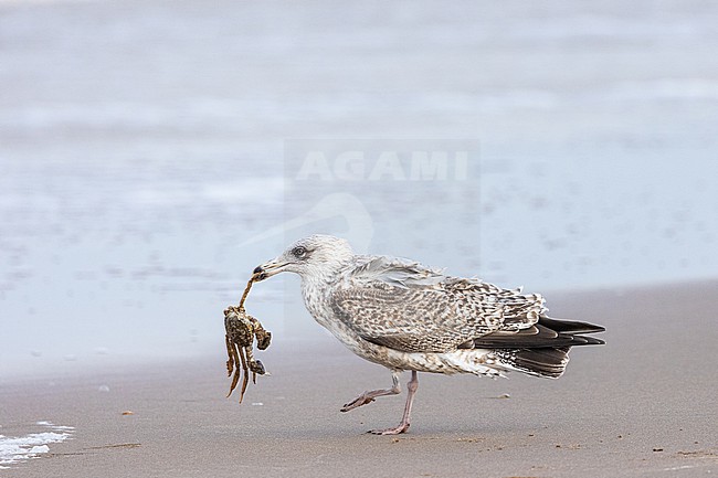  stock-image by Agami/Menno van Duijn,