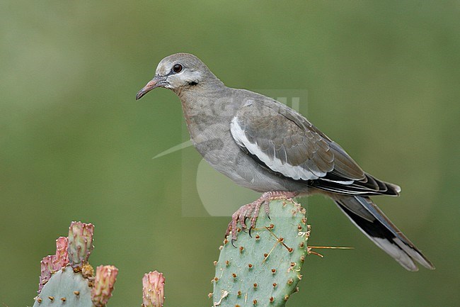 Juvenile
Pima Co., AZ
July 2007 stock-image by Agami/Brian E Small,