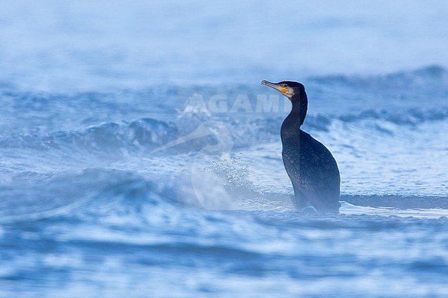 Great Cormorant (Phalacrocorax carbo sinensis), adult standing among the waves, Campania, Italy stock-image by Agami/Saverio Gatto,