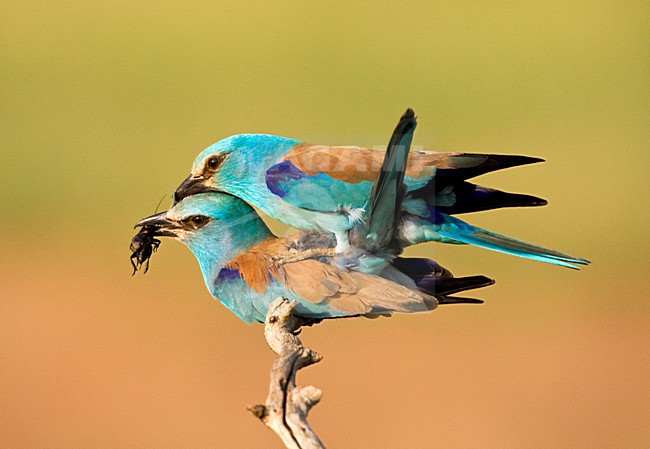 Paartje Scharrelaars blatsend en parend; Pair of European Rollers displaying and mating stock-image by Agami/Marc Guyt,