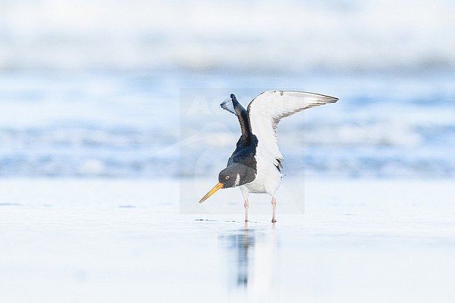  stock-image by Agami/Menno van Duijn,