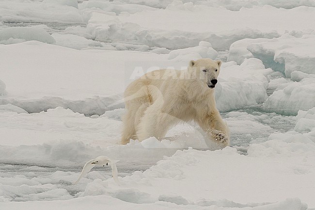 A polar bear, Ursus maritimus, chases an ivory gull, Pagophila eburnea. North polar ice cap, Arctic ocean stock-image by Agami/Sergio Pitamitz,