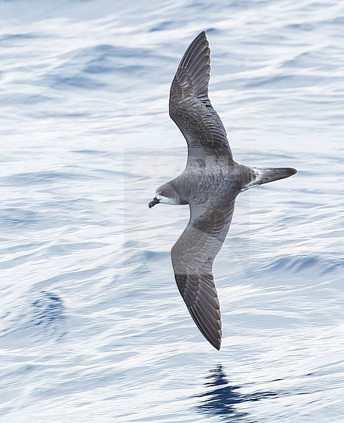 Bermuda Petrel (Pterodroma cahow) in flight off the coast of Bermuda. stock-image by Agami/Marc Guyt,
