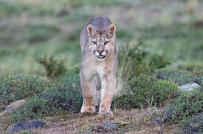Wild Cougar (Puma concolor concolor) in Torres del Paine national park in Chile. Walking down the hill. stock-image by Agami/Dani Lopez-Velasco,