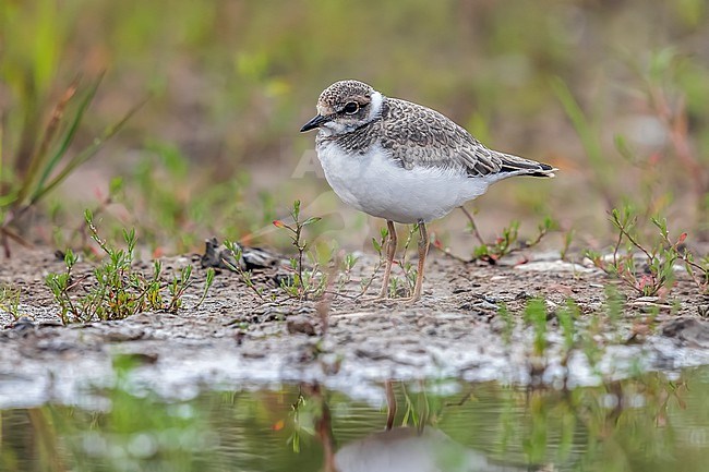 Juvenile Little Ringed Plover (Charadrius dubius curonicus) in breeding ground sitting, Brussels, Brabant, Belgium. stock-image by Agami/Vincent Legrand,