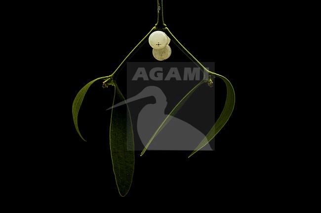 Mistletoe, Viscum album stock-image by Agami/Wil Leurs,
