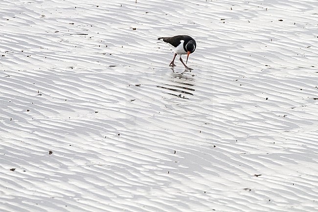 Eurasian Oystercatcher, Haematopus ostralegus foraging on tidal shore. Winter plumage looking for sea worms and shells in sand with pattern from waves. stock-image by Agami/Menno van Duijn,