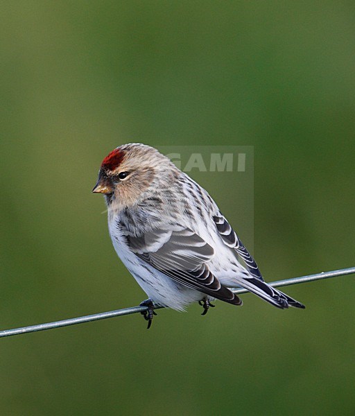 Greenland Witstuitbarmsijs, Greenland Arctic Redpoll, Carduelis hornemanni hornemanni stock-image by Agami/Hugh Harrop,