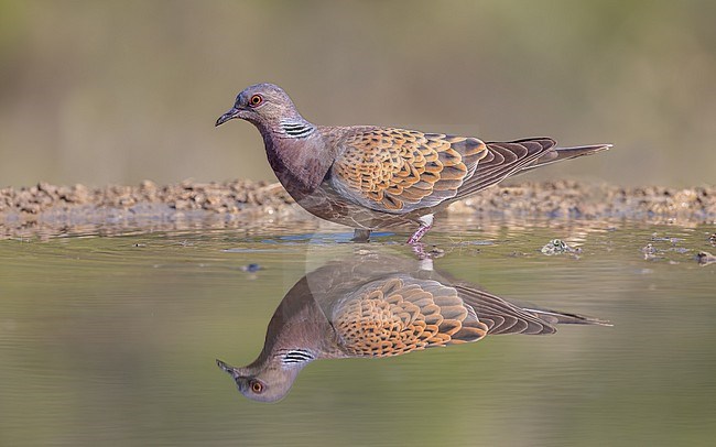 A serene moment captured as a european turtle dove stands in the water, its image mirrored in the pool below. stock-image by Agami/Onno Wildschut,