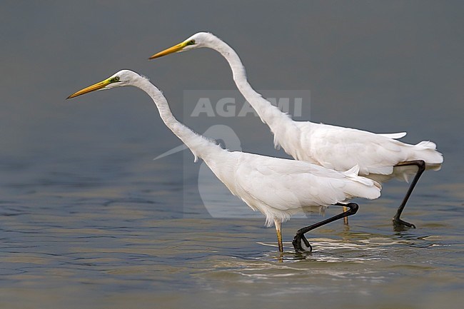 Foeragerende Grote Zilverreiger; Foraging Great White Egrets stock-image by Agami/Daniele Occhiato,