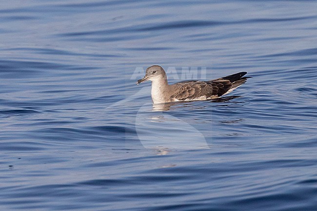 Cape Verde shearwater (Calonectris edwardsii), resting on the sea, in Cape Verde. stock-image by Agami/Sylvain Reyt,