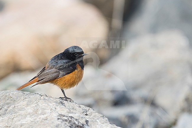 Adult male Eastern Black Redstart (Phoenicurus ochruros phoenicuroides) in Kyrgyzstan. Perched on a rock. stock-image by Agami/Ralph Martin,