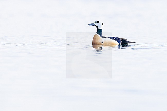  stock-image by Agami/Menno van Duijn,