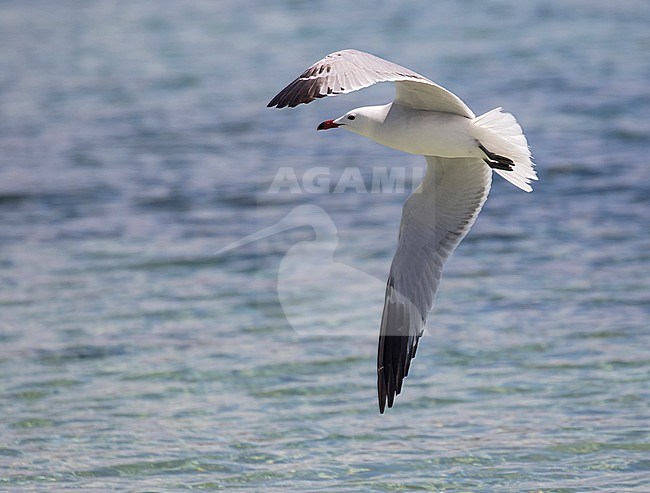 Second-summer Audouin's Gull (Ichthyaetus audouinii) in flight over the sea in Spain. stock-image by Agami/Pete Morris,