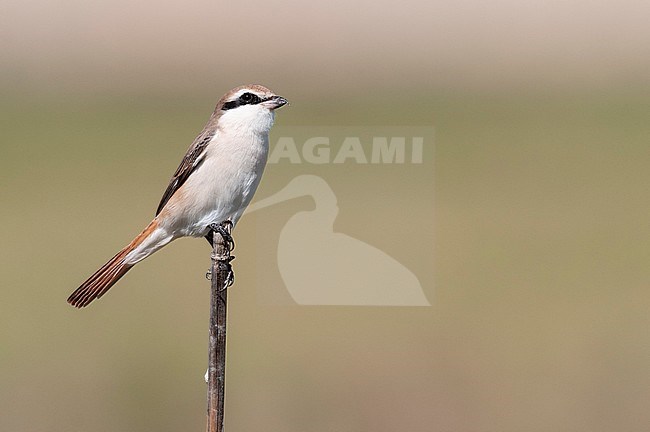 Red-tailed Shrike, Turkestaanse Klauwier, Lanius phoenicuroides stock-image by Agami/Arend Wassink,