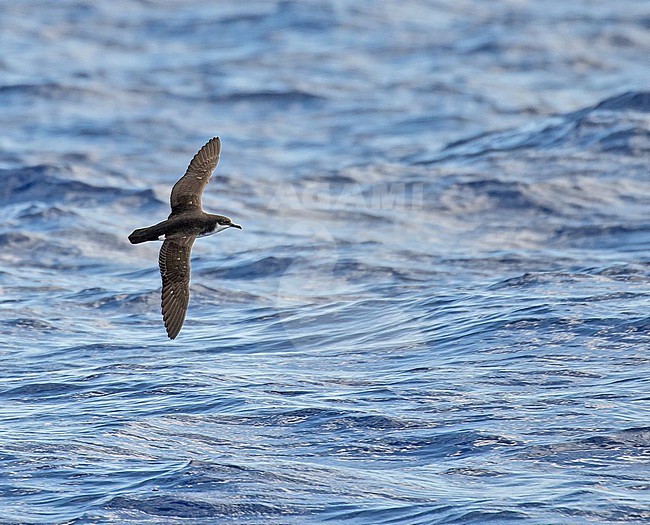 Critically Endangered Newell's shearwater (Puffinus newelli) off Kauai island, Hawaii, United States. Also known as Hawaiian shearwater. stock-image by Agami/Pete Morris,