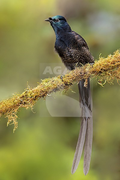 Ribbon-tailed Astrapia (Astrapia mayeri ) Perched on a branch in Papua New Guinea stock-image by Agami/Dubi Shapiro,