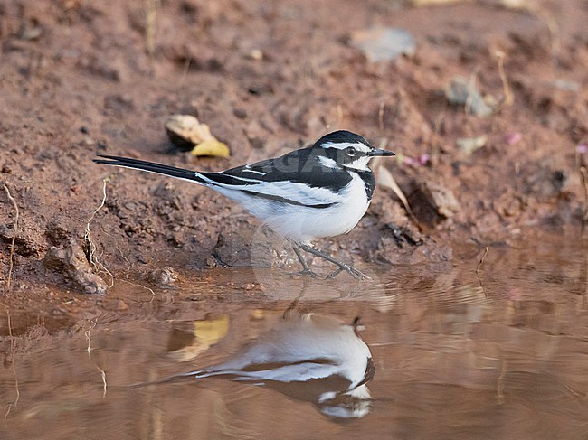An adult male African Pied Wagtail (Motacilla aguimp) wading in the water. Side view. Gambia, Africa stock-image by Agami/Markku Rantala,