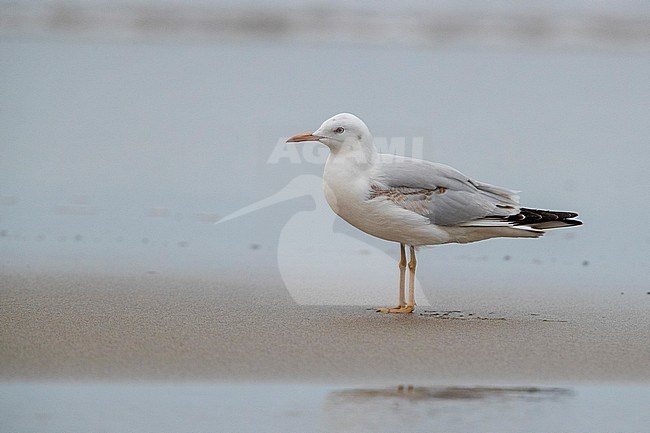 Slender-billed Gull (Chroicocephalus genei), side view of a juvenile standing on the shore, Campania, Italy stock-image by Agami/Saverio Gatto,