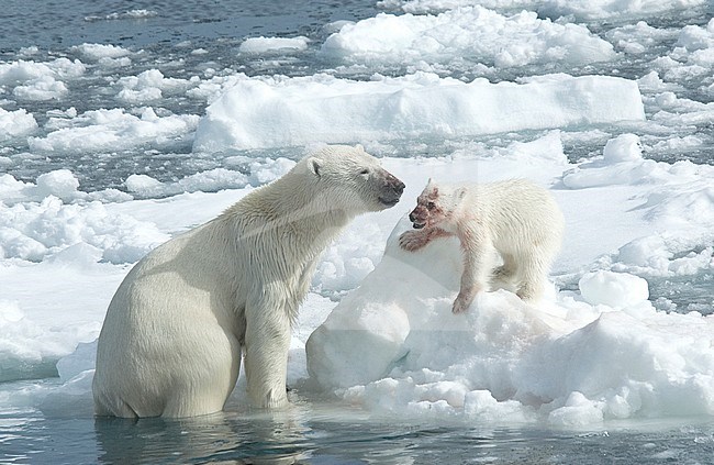 Polar bear (Ursus maritimus) adult perched in the water and cub with blood from dead seal stock-image by Agami/Roy de Haas,
