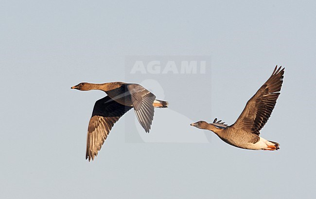 Taigarietgans, Taiga Bean Goose, Anser fabalis stock-image by Agami/Markus Varesvuo,
