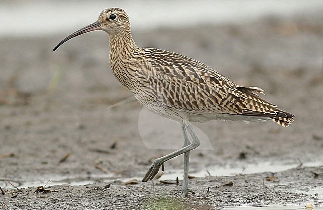 Eurasian Curlew (Numenius arquata), juvenile standing, seen from the side. stock-image by Agami/Renate Visscher,