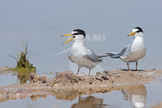 Little Tern - Zwergseeschwalbe - Sternula albifrons ssp. albifrons, Turkey, adult stock-image by Agami/Ralph Martin,
