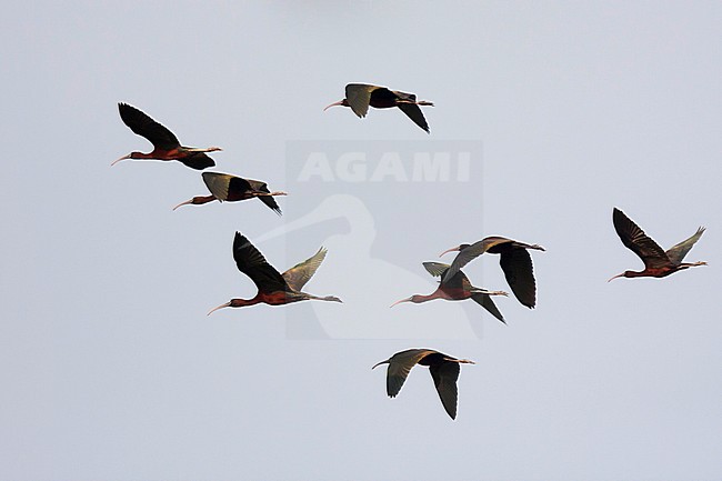 Glossy Ibis - Brauner Sichler - Plegadis falcinellus, Turkey, adullt stock-image by Agami/Ralph Martin,