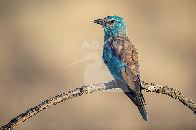 (European) Roller free on a branch stock-image by Agami/Onno Wildschut,