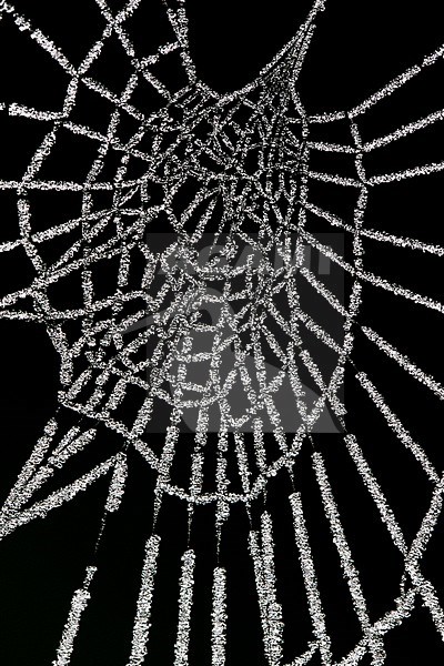 Berijpte spinnenweb, Frosted spider web stock-image by Agami/Wil Leurs,