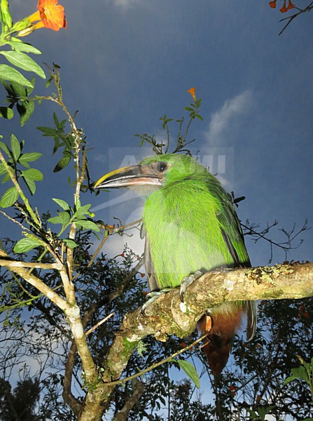 White-throated Toucanet (Aulacorhynchus albivitta) in Colombia. Also known as greyish-throated toucanet. stock-image by Agami/Marc Guyt,