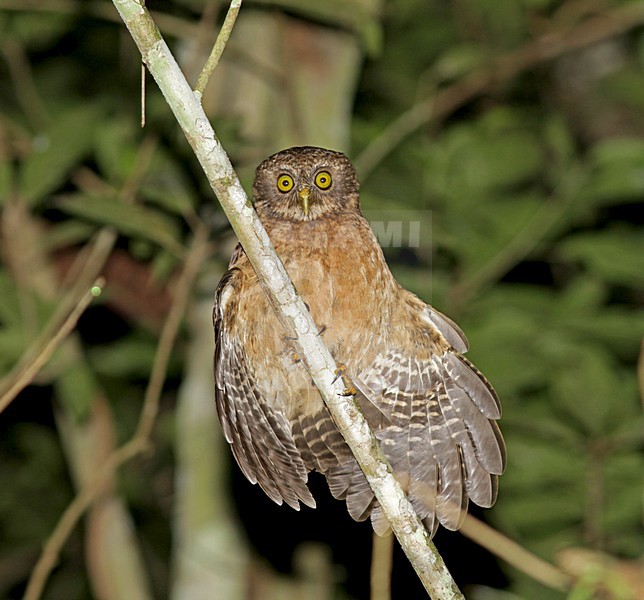 Cebuvalkuil, Cebu Boobook, Ninox rumseyi stock-image by Agami/Pete Morris,