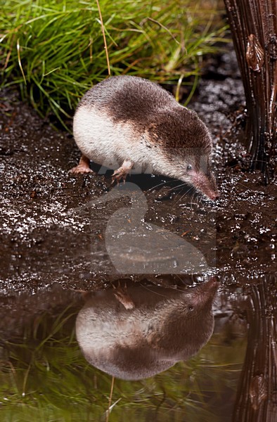 Bosspitsmuis bij water, Common Shrew near water stock-image by Agami/Theo Douma,
