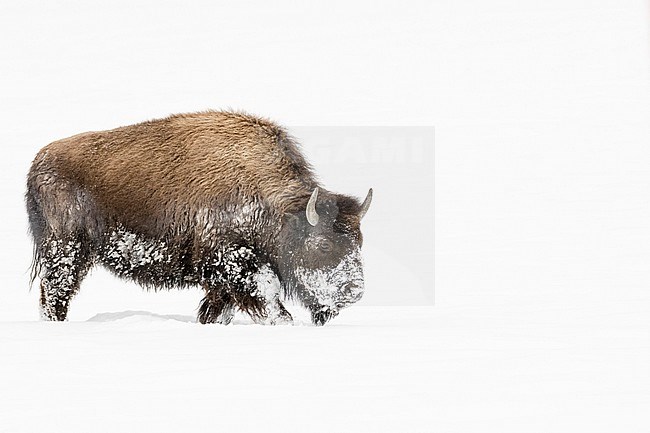 Bison in Yellowstone stock-image by Agami/Rob Riemer,
