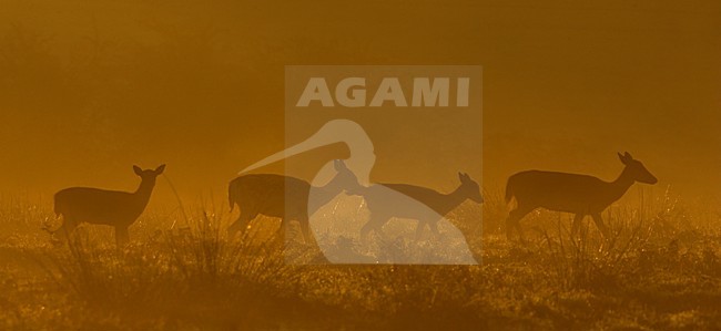 Vrouwtje Damhert in vroege ochtend, Fallow Deer female in early morning stock-image by Agami/Danny Green,