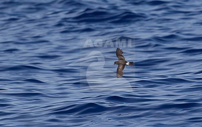 Grant's Band-rumped Storm-Petrel (Hydrobates castro), also known as Band-rumped Storm-Petrel (Oceanodroma castro), flying off Banco de la Concepcion, Lanzarote, Canary Islands in Spain in late summer. stock-image by Agami/David Monticelli,