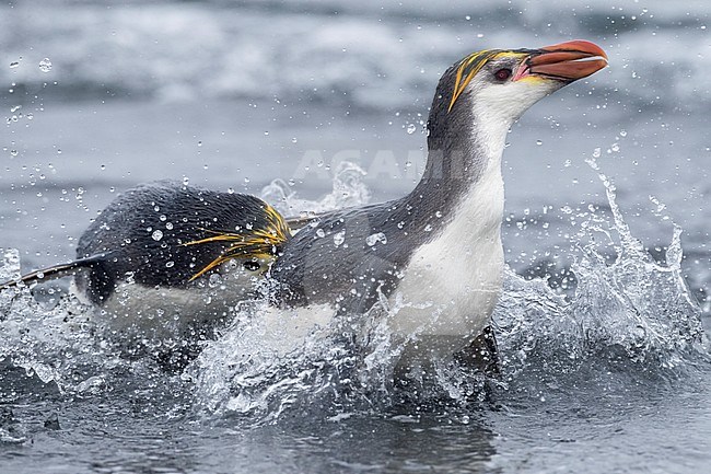 Two Royal Penguin (Eudyptes schlegeli) fighting on the beach of Buckles Bay on Macquarie islands, Australia stock-image by Agami/Marc Guyt,