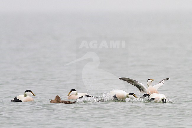 Eider, Common Eider, Somateria mollissima flock displaying stock-image by Agami/Menno van Duijn,