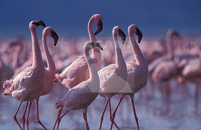 Lesser Flamingo; Kleine Flamingo stock-image by Agami/Marc Guyt,